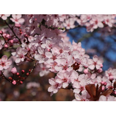 fleurs du prunier pourpre (avril - mai)