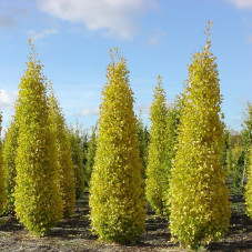 ginkgo biloba menhir taille semi adulte