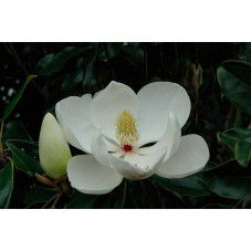 fleur du magnolia praecox