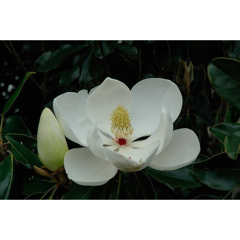 fleur du magnolia praecox fleur du magnolia praecox