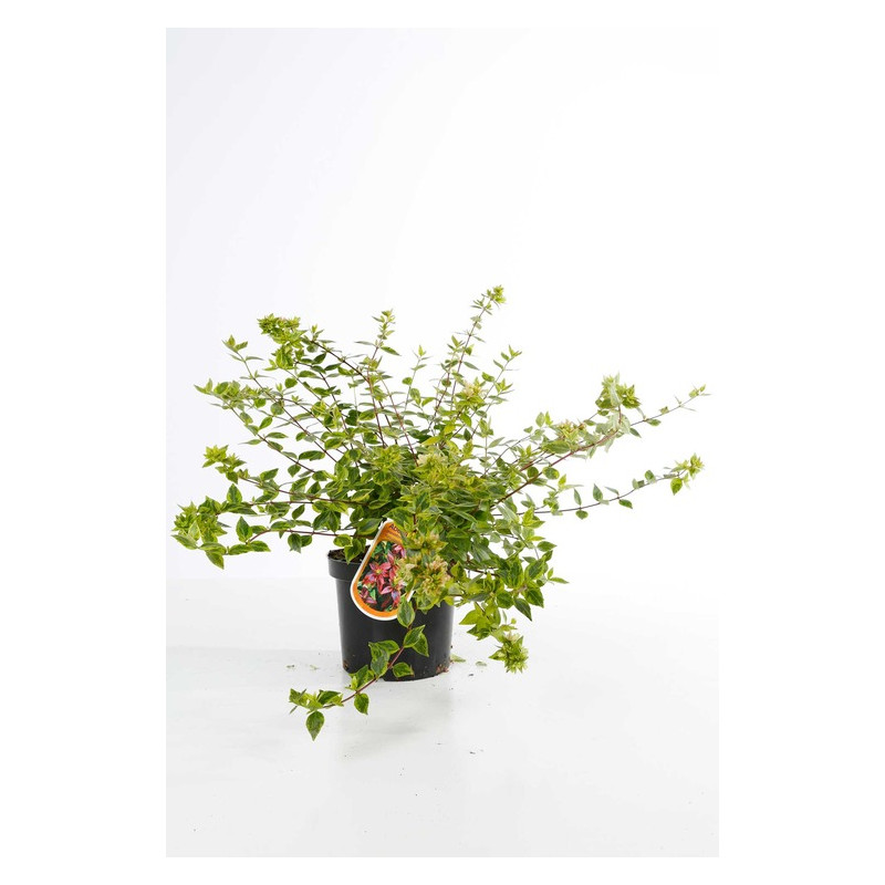 abelia panaché Kaleidoscope 30/+ cm pot de 3 litres abelia panaché Kaleidoscope 30/+ cm pot de 3 litres