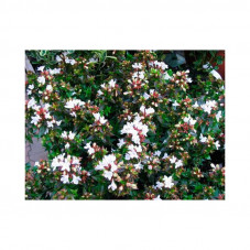 abelia fleurs