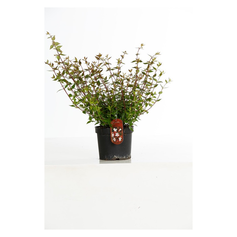 abélie à grandes fleurs Sherwood en pot de 3 litres abélie à grandes fleurs Sherwood en pot de 3 litres