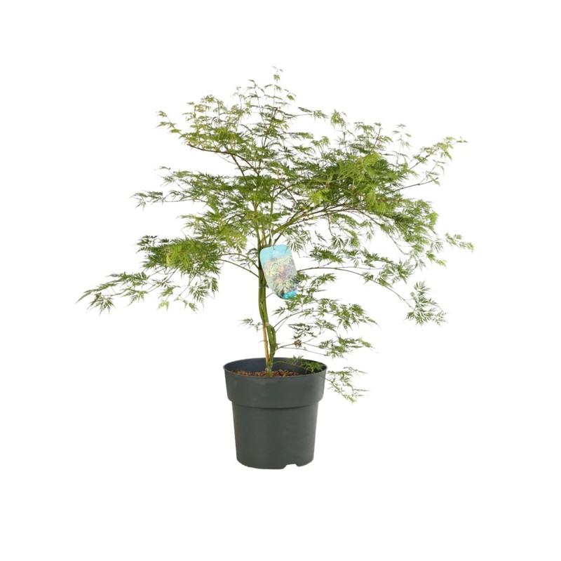 érable du Japon Emerald Lace 50/70 cm en pot de 12 litres