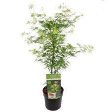 érable du Japon Emerald Lace en pot de3 litres - 40/50 cm