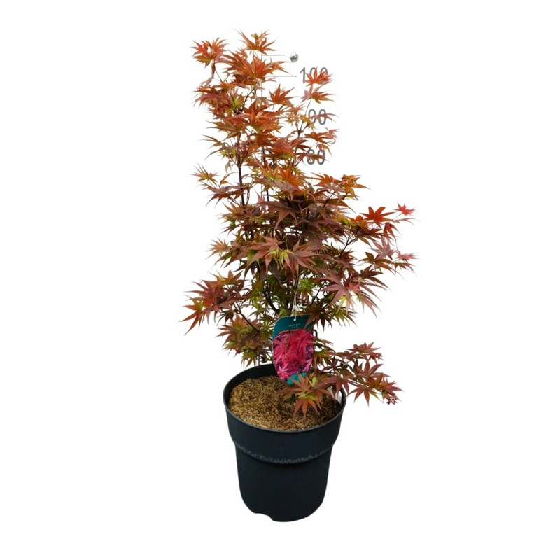 érable du Japon Pixie en taille 60/80 cm en pot de 12 litres