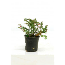 berberis green carpet en pot de 3 litres 30/+ cm