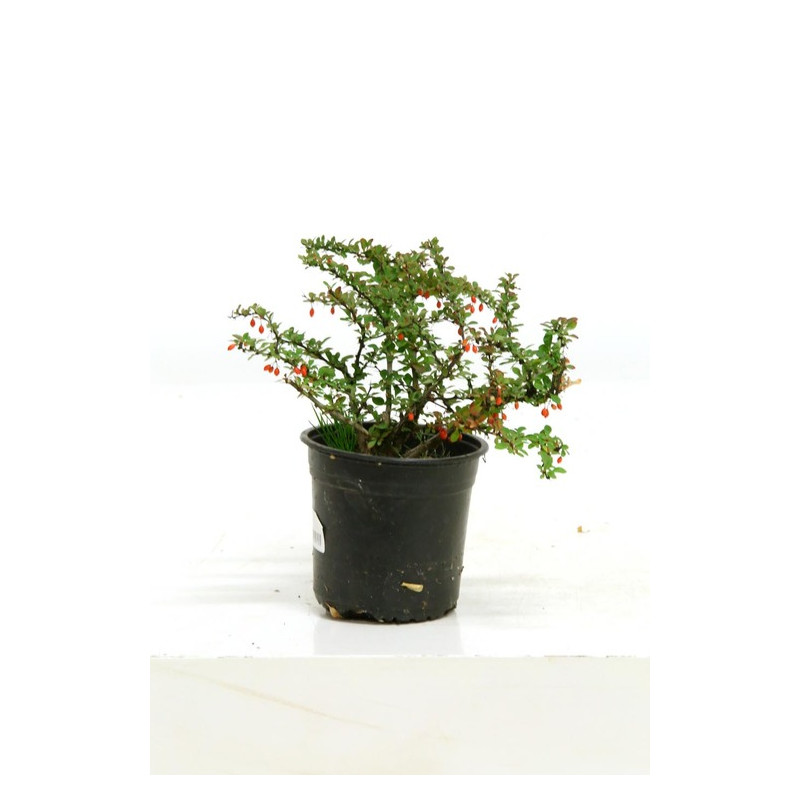 berberis green carpet en pot de 3 litres 30/+ cm