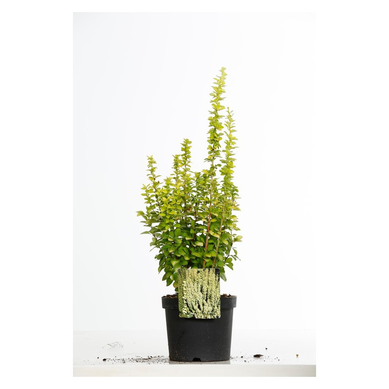 épine vinette de thunberg Maria 30/+ cm pot de 3 litres épine vinette de thunberg Maria 30/+ cm pot de 3 litres