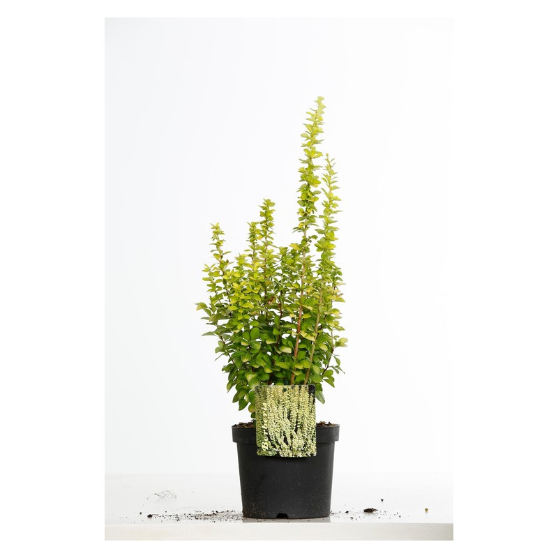 épine vinette de thunberg Maria 30/+ cm pot de 3 litres