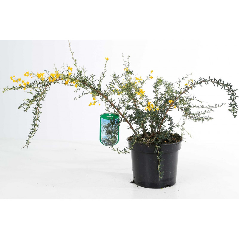 berberis xstenophylla 40/50 cm pot de 3 litres