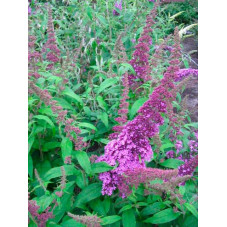 fleurs du buddleia peakeep