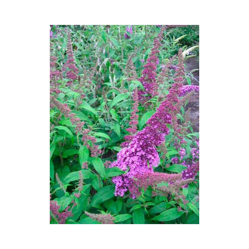 fleurs du buddleia peakeep