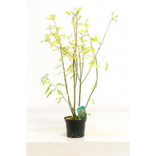 caragana - acacia jaune en pot de 3 litres