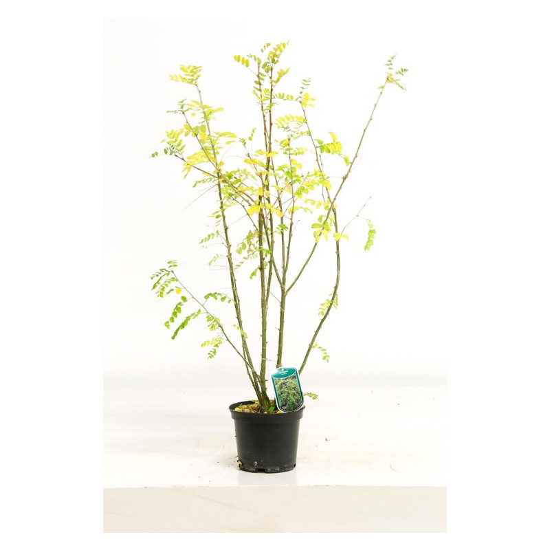 caragana - acacia jaune en pot de 3 litres