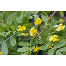 fleurs de l'acacia jaune - caraganier de Sibérie