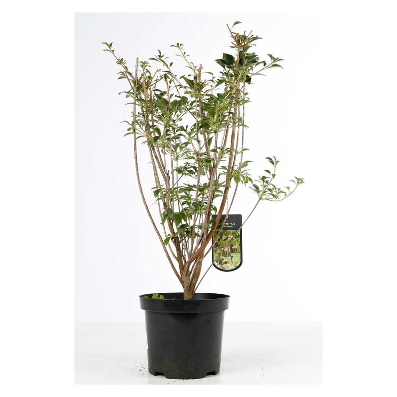 enkianthus campanulé 80/100 en pot de 10 litres