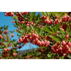 fleurs de l'andromède campanulé