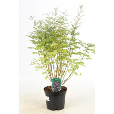 indigotier - indigofera 50/70 cm en pot de 3 litres