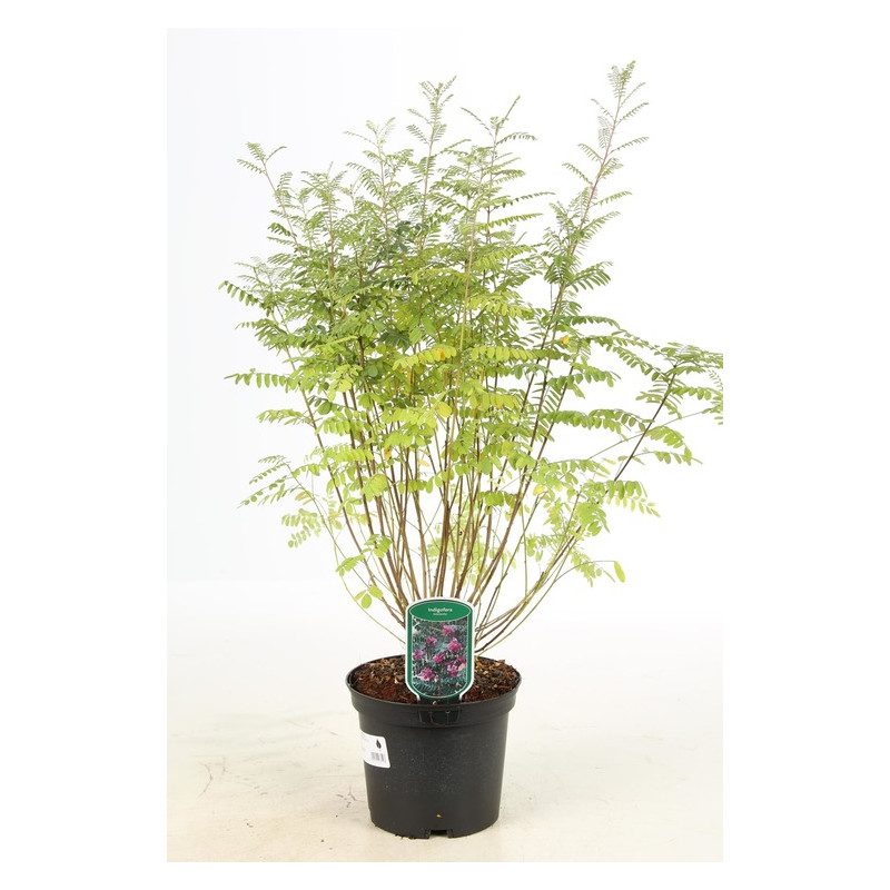 indigotier - indigofera 50/70 cm en pot de 3 litres