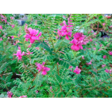 indigotier fleurs roses de juillet à septembre