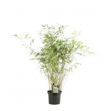 bambou fargesia great wall 60/80 cm en pot de 4 litres