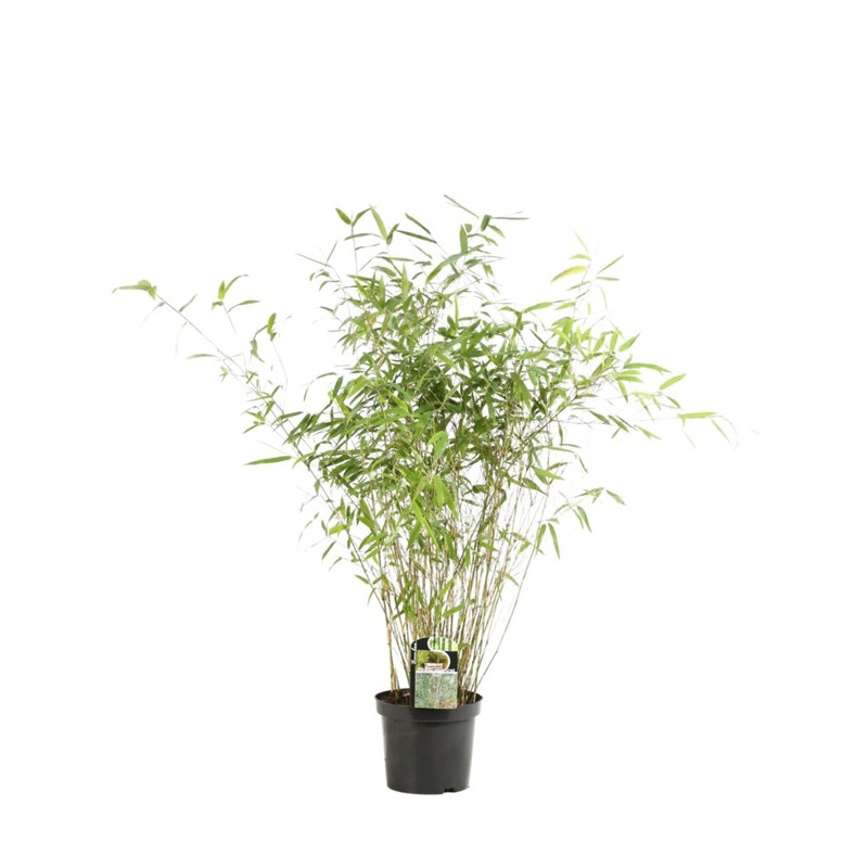 bambou fargesia great wall 60/80 cm en pot de 4 litres