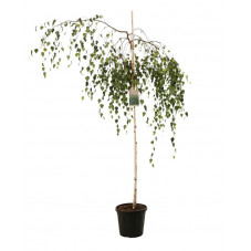 bouleau pleureur de Young tige 180 cm - pot de 30 litres