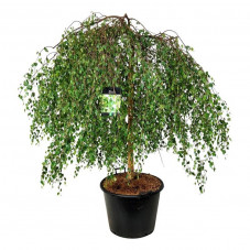 bouleau pleureur demi - tige 120 cm pot de 90 litres