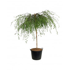 bouleau pleureur tige 180 cm - 10/12 cm pot de 110 litres