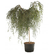 bouleau pleureur tige 180/190 cm gros sujet en pot de 130 litres