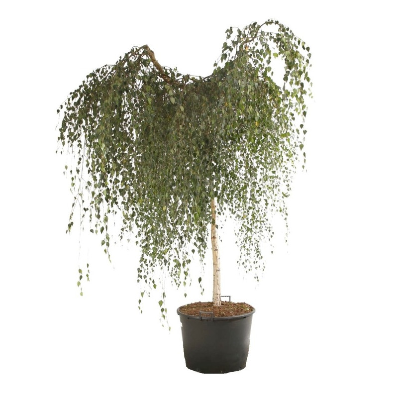 bouleau pleureur tige 180/190 cm gros sujet en pot de 130 litres