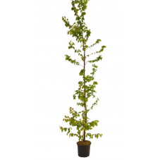 charmes communs 175 cm pot de 5 litres