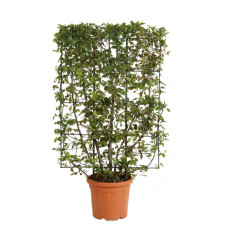 charme commun en espalier 120 x 80 cm en pot de 30 litres