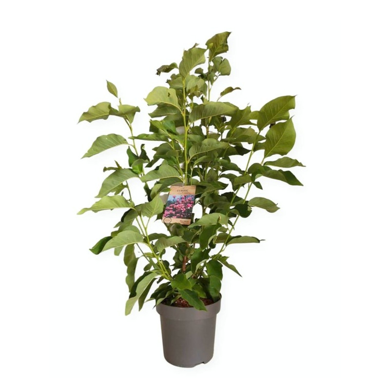 magnolia haeven scent 125/140 cm - en pot de 12 litres