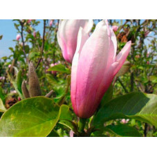 fleur du magnolia haeven scent - floraison avril - mai