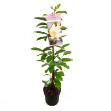 magnolia Fairy Blush 60/80 en pot de 3 litres