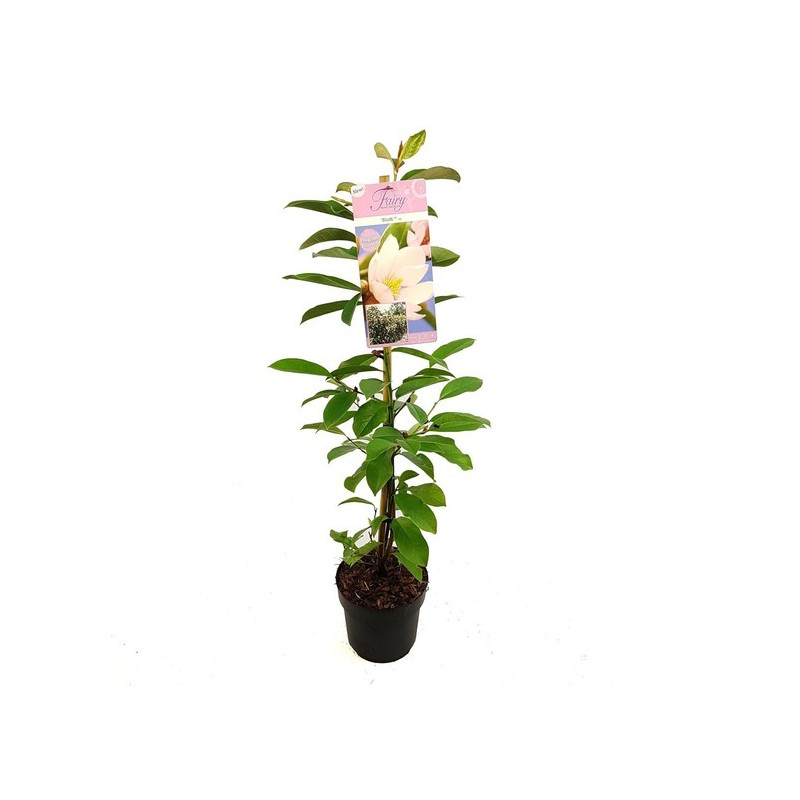 magnolia Fairy Blush 60/80 en pot de 3 litres