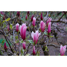 fleur de magnolia Fairy Blush de avril à juin