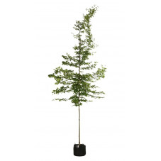 charme en arbre tige circonférence 8 cm pot de 30 litres