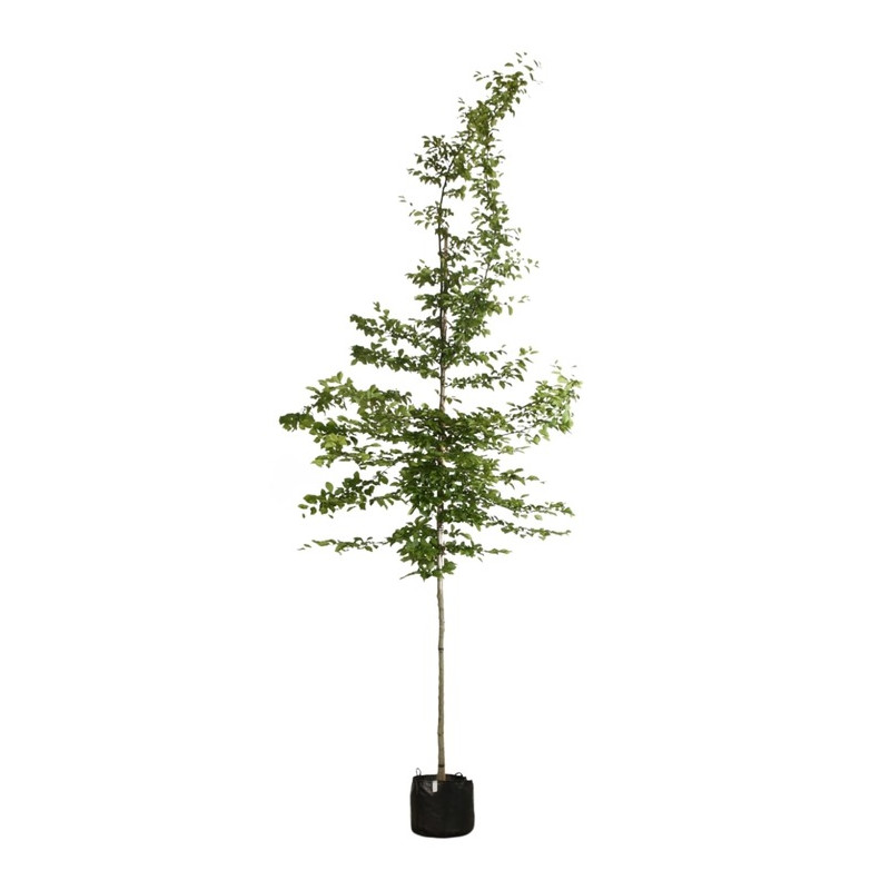 charme en arbre tige circonférence 8 cm pot de 30 litres