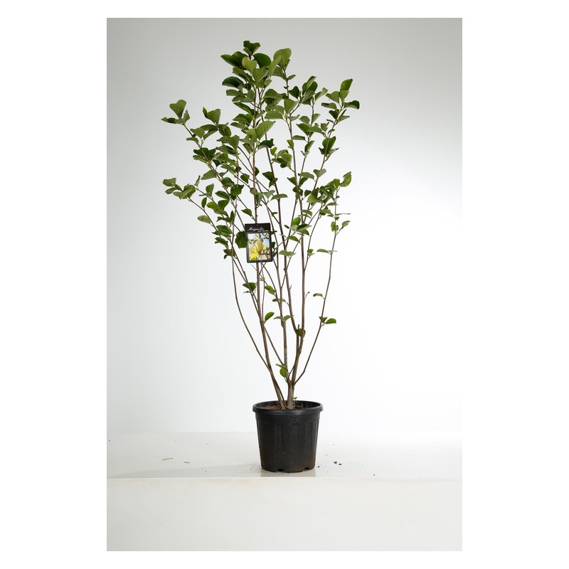 magnolia à fleurs jaunes yellow bird en 100/125 cm pot de 12 litres magnolia à fleurs jaunes yellow bird en 100/125 cm pot de 12 litres