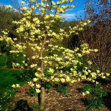 magnolia yellow bird en fleurs - floraison mai juin