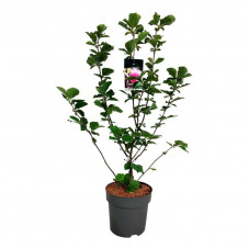 magnolia soulangiana satisfaction en 80/100 cm en pot de 15 litres