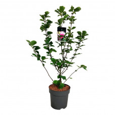 magnolia soulangiana satisfaction en 80/100 cm en pot de 15 litres