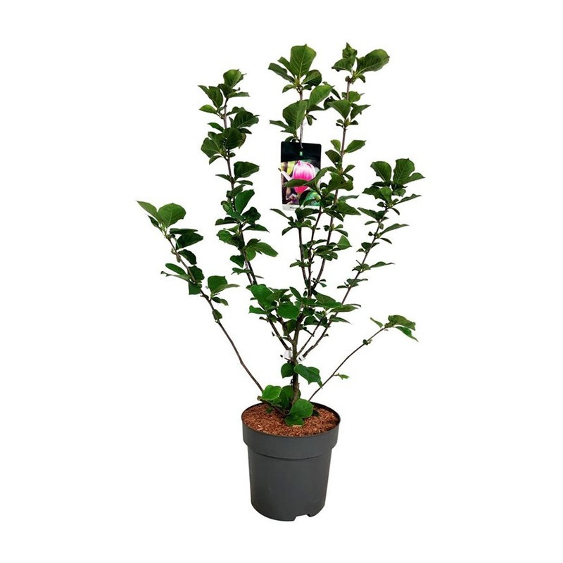 magnolia soulangiana satisfaction en 80/100 cm en pot de 15 litres