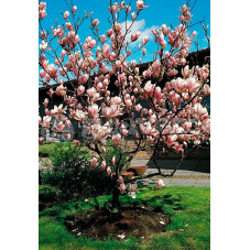 magnolia satisfaction en fleurs en avril  (floraison avant les feuilles)