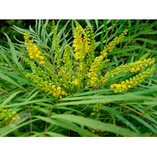 fleurs du mahonia soft caress