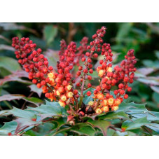 fleurs du mahonia nitens Cabaret