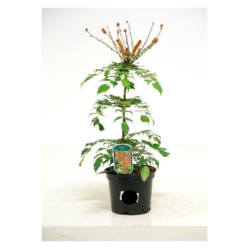 mahonia nitens cabaret en 25/30 cm pot de 2/3 litres mahonia nitens cabaret en 25/30 cm pot de 2/3 litres